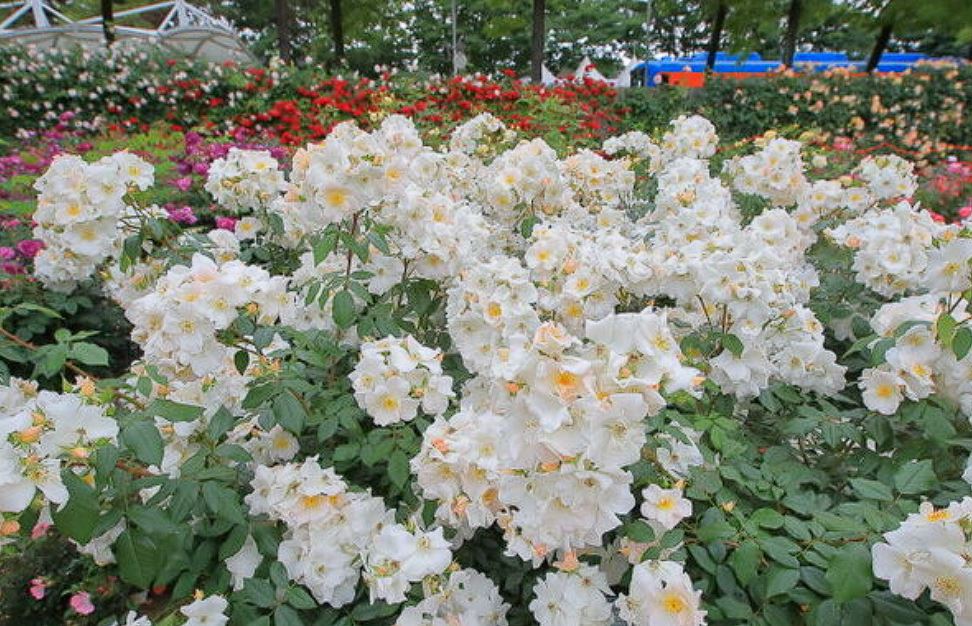 곡성장미축제 기간 입장료 