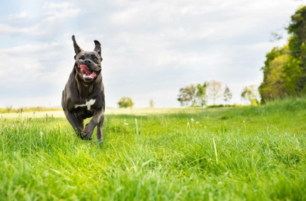 초원을 달리는 이탈리안 코르소 도그.