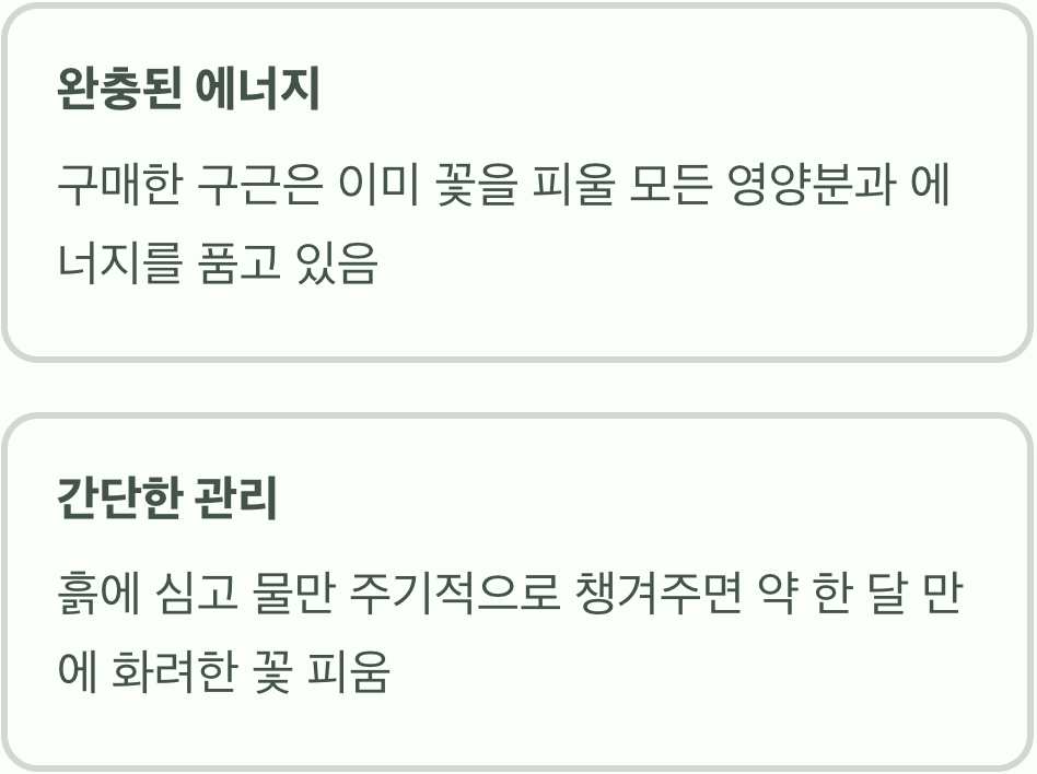 장점: 초보자도 실패 없는 &amp;#39;첫 번째 기쁨&amp;#39;