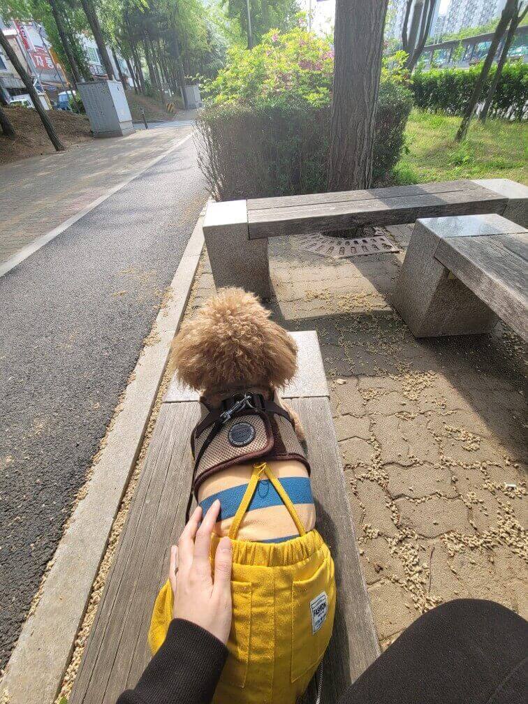 강아지와 함께 차타고 이동하기