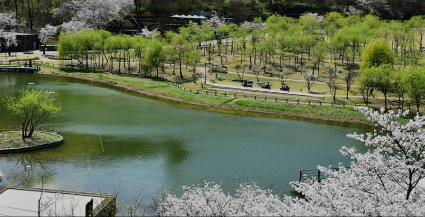 북서울꿈의숲-벚꽃