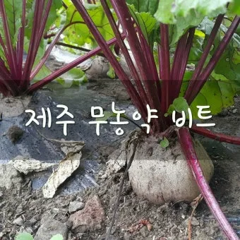 비트 재배 씨앗 불리기 발아 촉진 솎아 내기_14