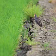 우드퍼드 뜸부기의 이동 경로를 어떻게 추론했는가
