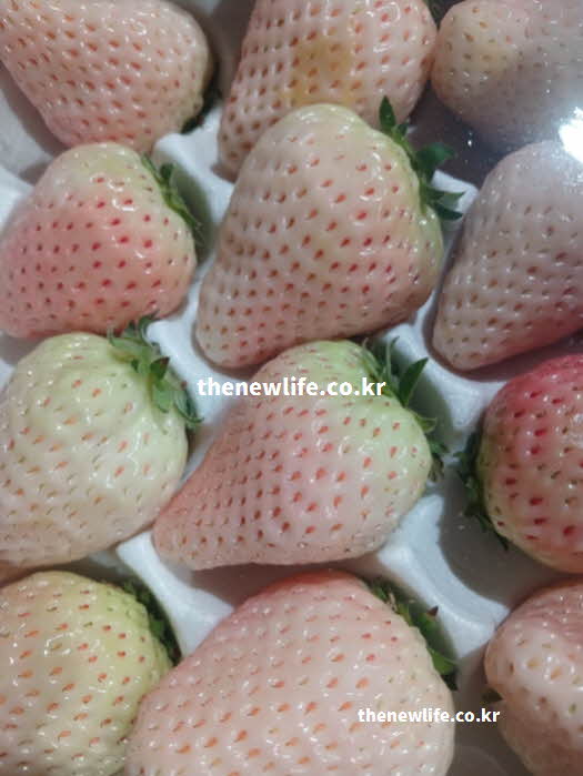 딸기 효능 성질 제철