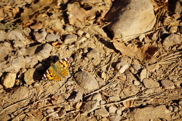 작은 멋쟁이 나비 사진 6장,