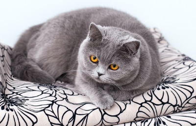 브리티시 짧은 머리 이미지