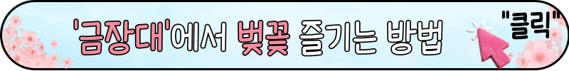 경주 벚꽃 명소