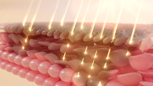 50대 피부 탄력을 되살리는 안티에이징 핵심 성분 