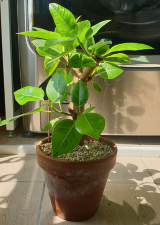 뱅갈고무나무 키우기