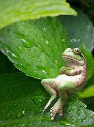 러브버그