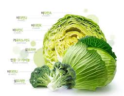 양배추 영양