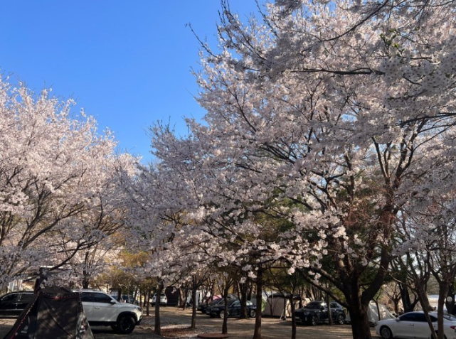 벚꽃 캠핑장