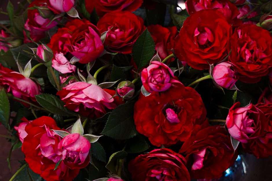 A detailed overhead view of vibrant red roses in full bloom.
