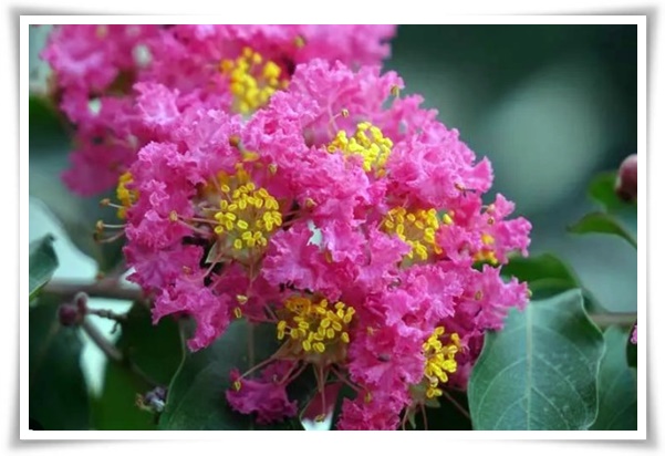 화초 "배롱나무" 한여름 100일 동안 피어나는 정원의 보석!