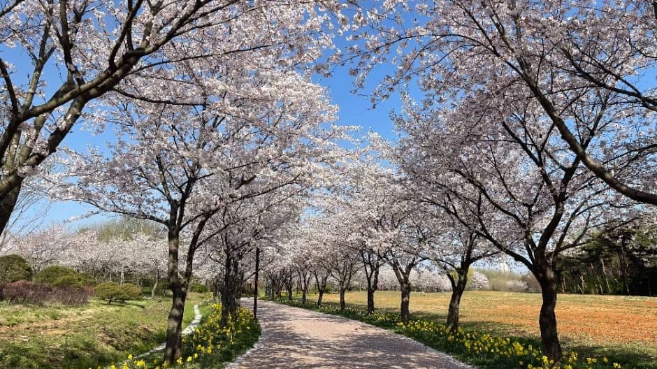 2025 드림파크 벚꽃축제｜개화 현황, 일정, 기간