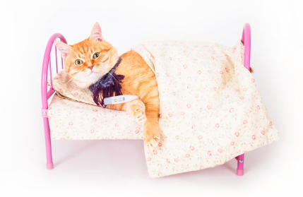 침대에서 자는 고양이.