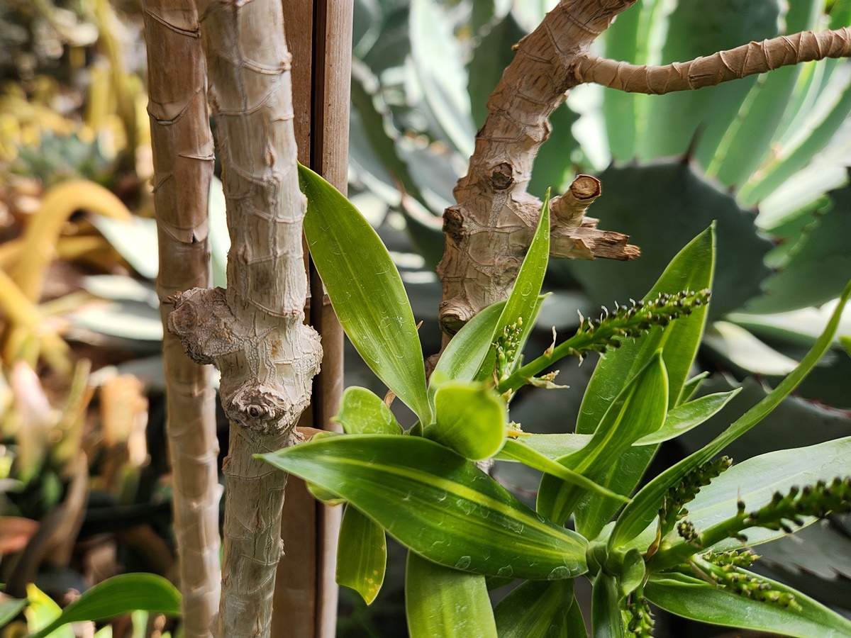 드라세나 송오브자마이카