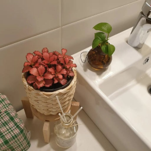 LED 식물등 설치 전후, 반려식물의 변화 기록