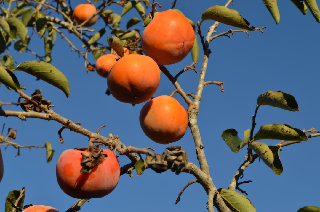 Persimmon.