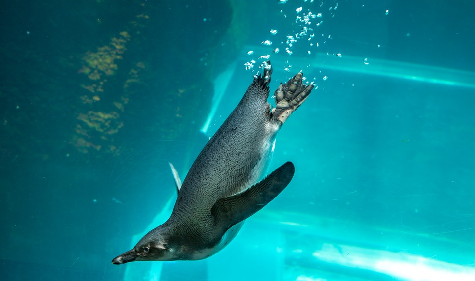 제주 동쪽 가볼만한곳 (아쿠아플라넷 제주)