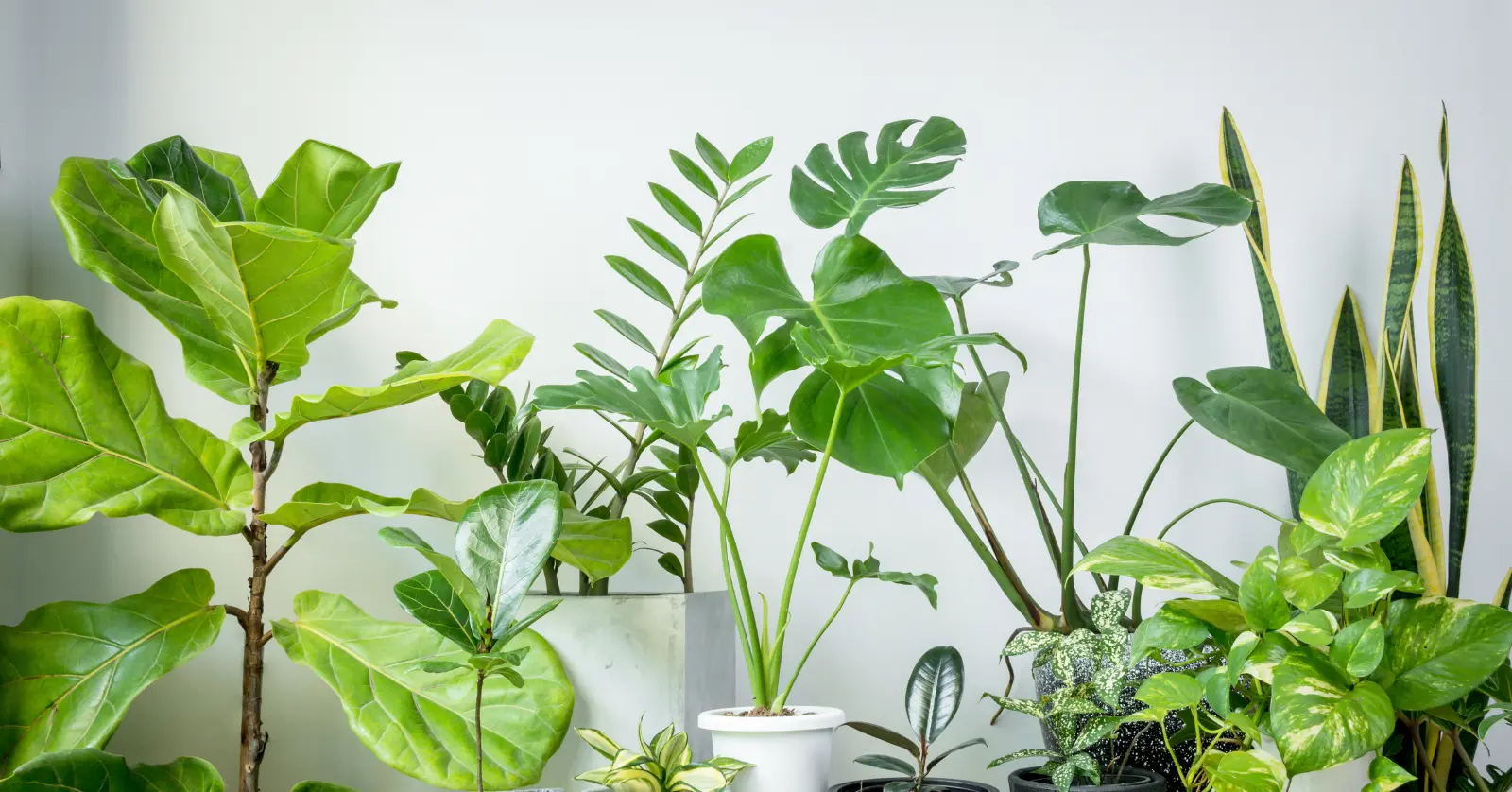 식물이름 찾기 어플 BEST 5