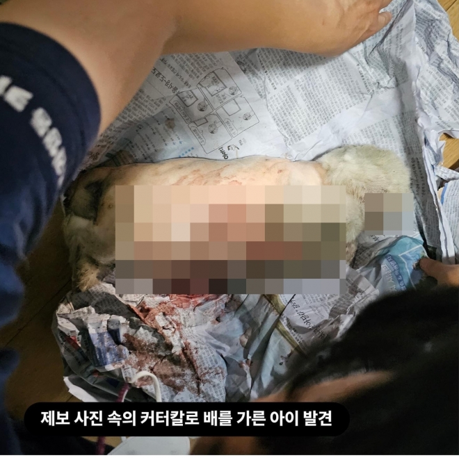 죽은강아지 뱃속 새끼 꺼내 파는 강아지공장&amp;#44; 펫샵의 실체