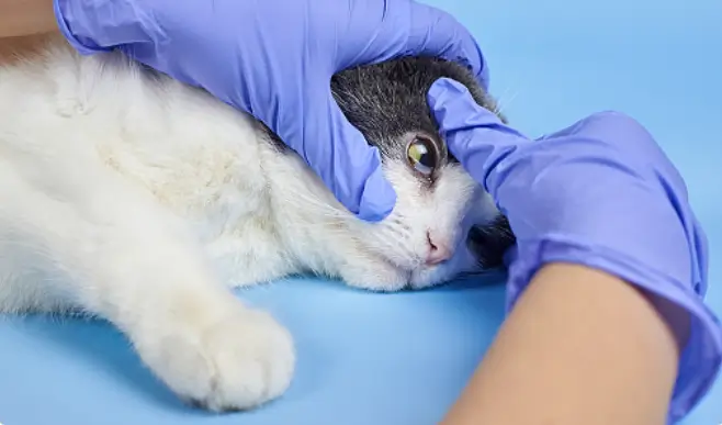 동물실험 찬성근거