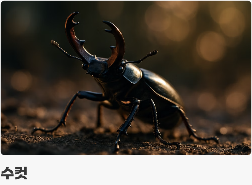 암수 구분과 짝짓기 팁