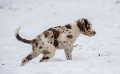 강아지 종합검진관련사진