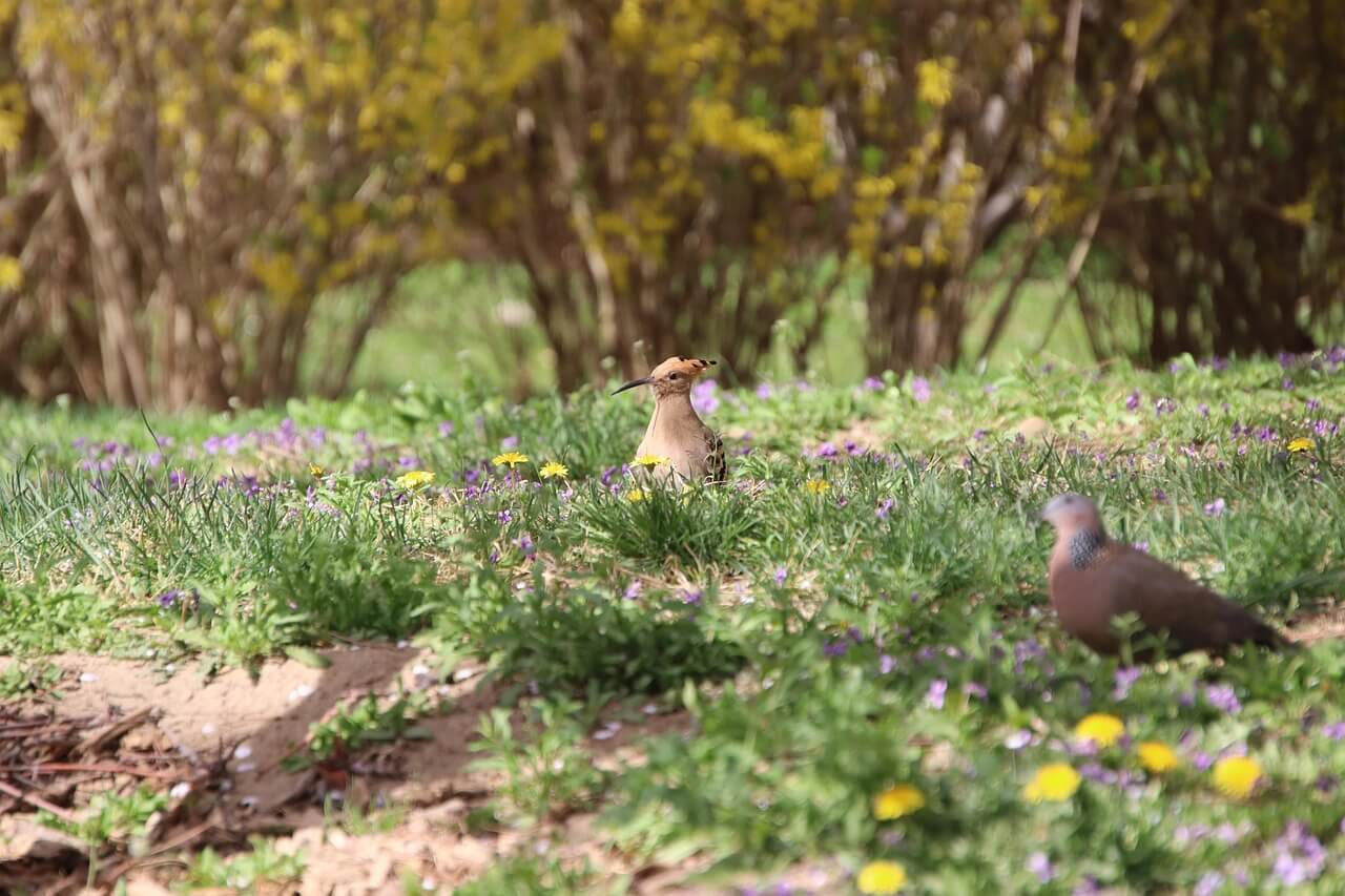후투티의 번식 시기와 계절적 조건