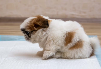 배변패드의 강아지