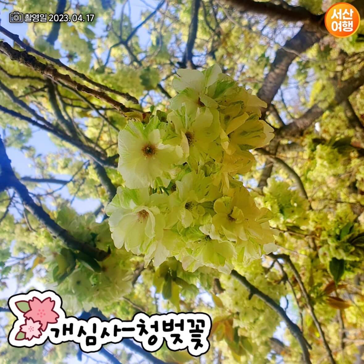 개심사 청벚꽃 개화시기