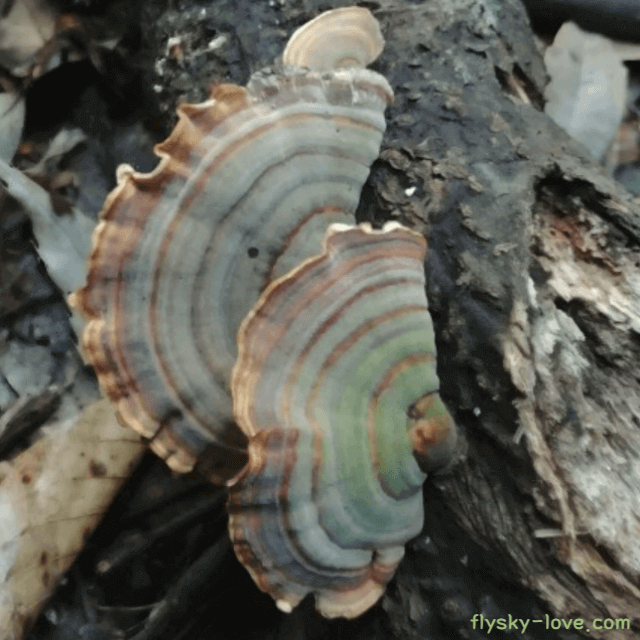 구름버섯, 운지버섯