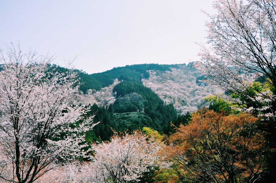 Vibrant cherry blossoms bloom in a serene mountain landscape during spring.