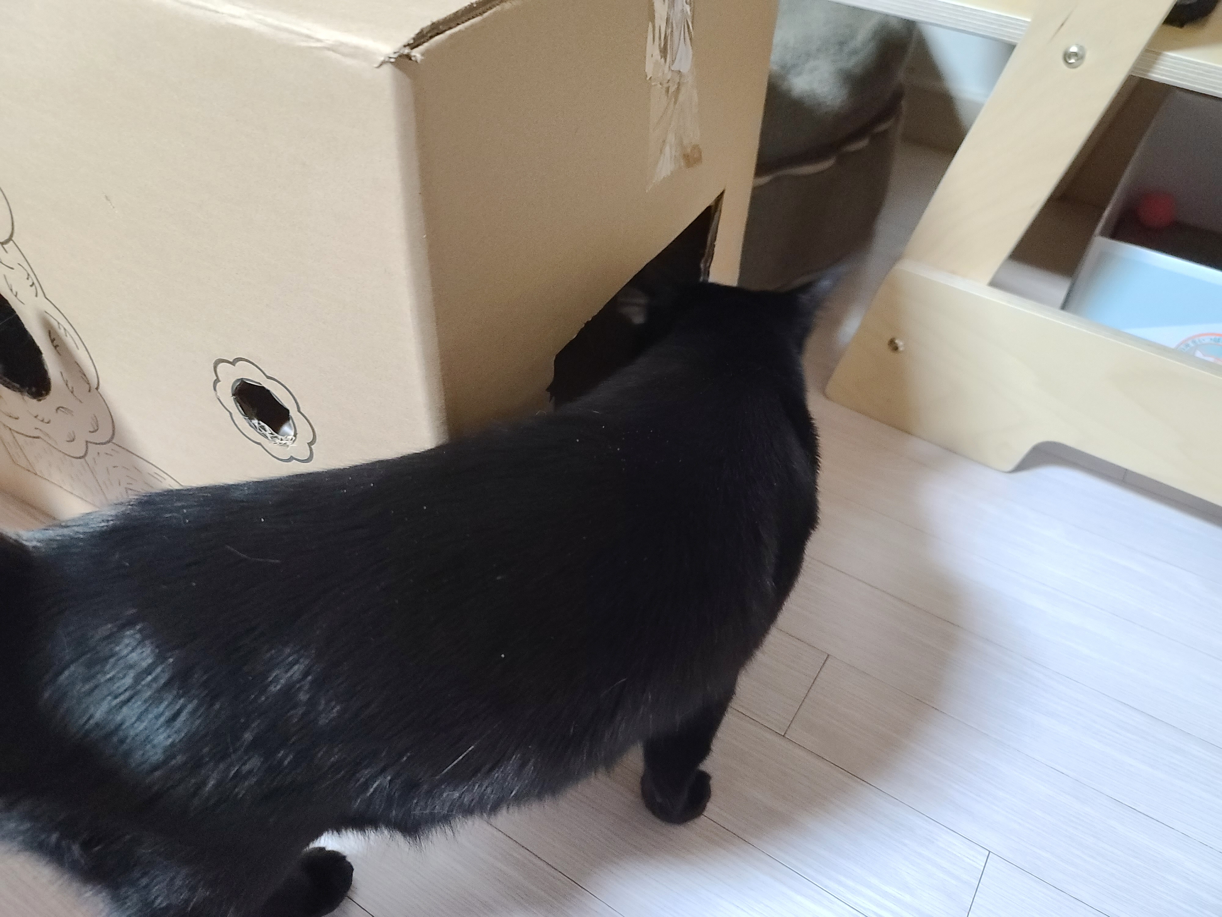 고양이들에게 귀여운 박스놀이터가 생겼다.(feat.가성비 좋은 고양이장난감)