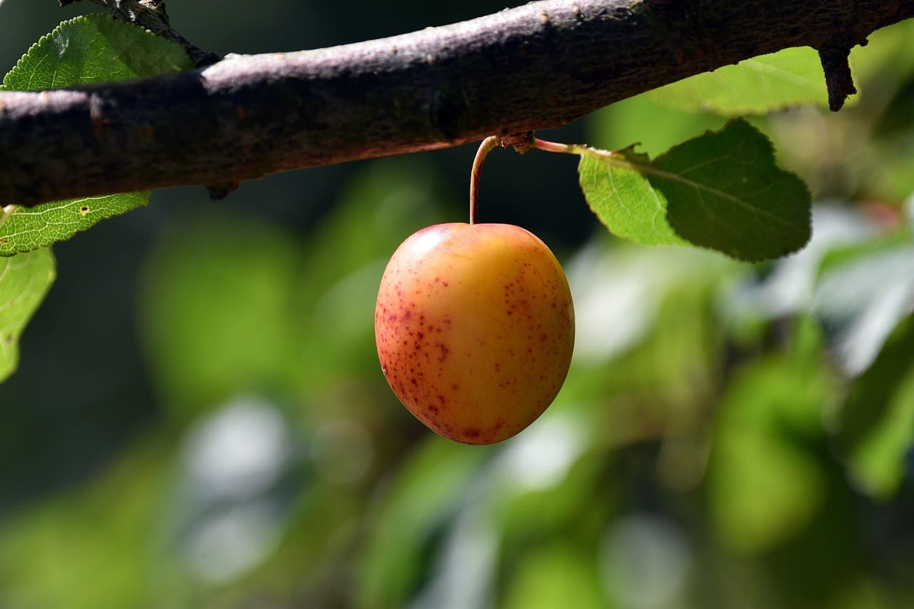 plum