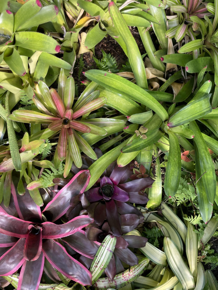 국립 세종수목원 사계절 전시온실 열대식물전시원 