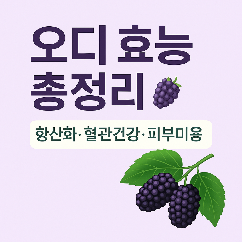 오디 효능 총정리✨ 항산화부터 혈관 건강까지, 뽕나무 열매의 놀라운 비밀