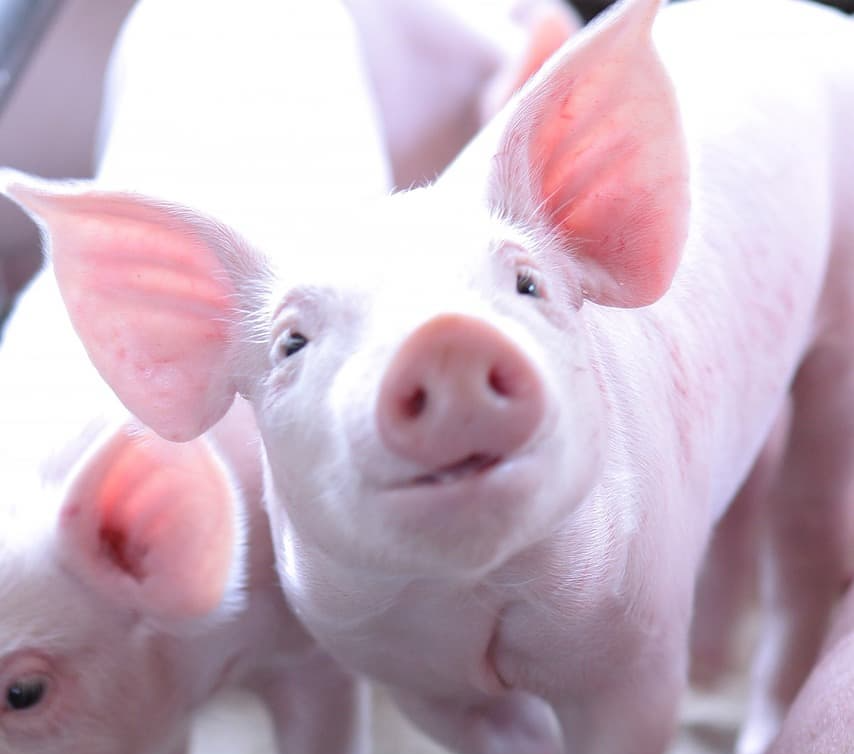 조지 오웰 『동물농장(Animal Farm)』