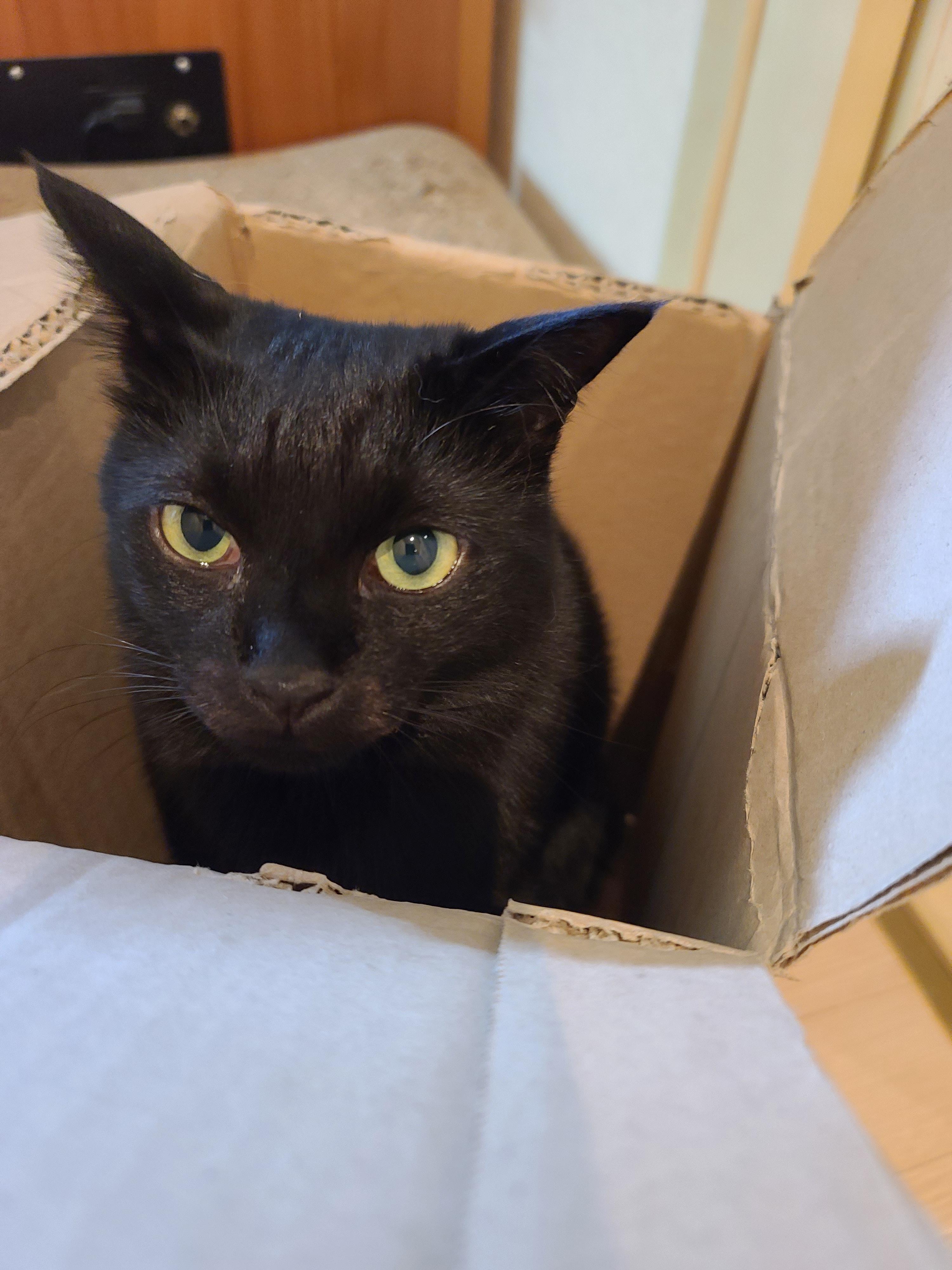 신상박스가 많이 생겨 신난 고양이들.(심쿵사진 있음)