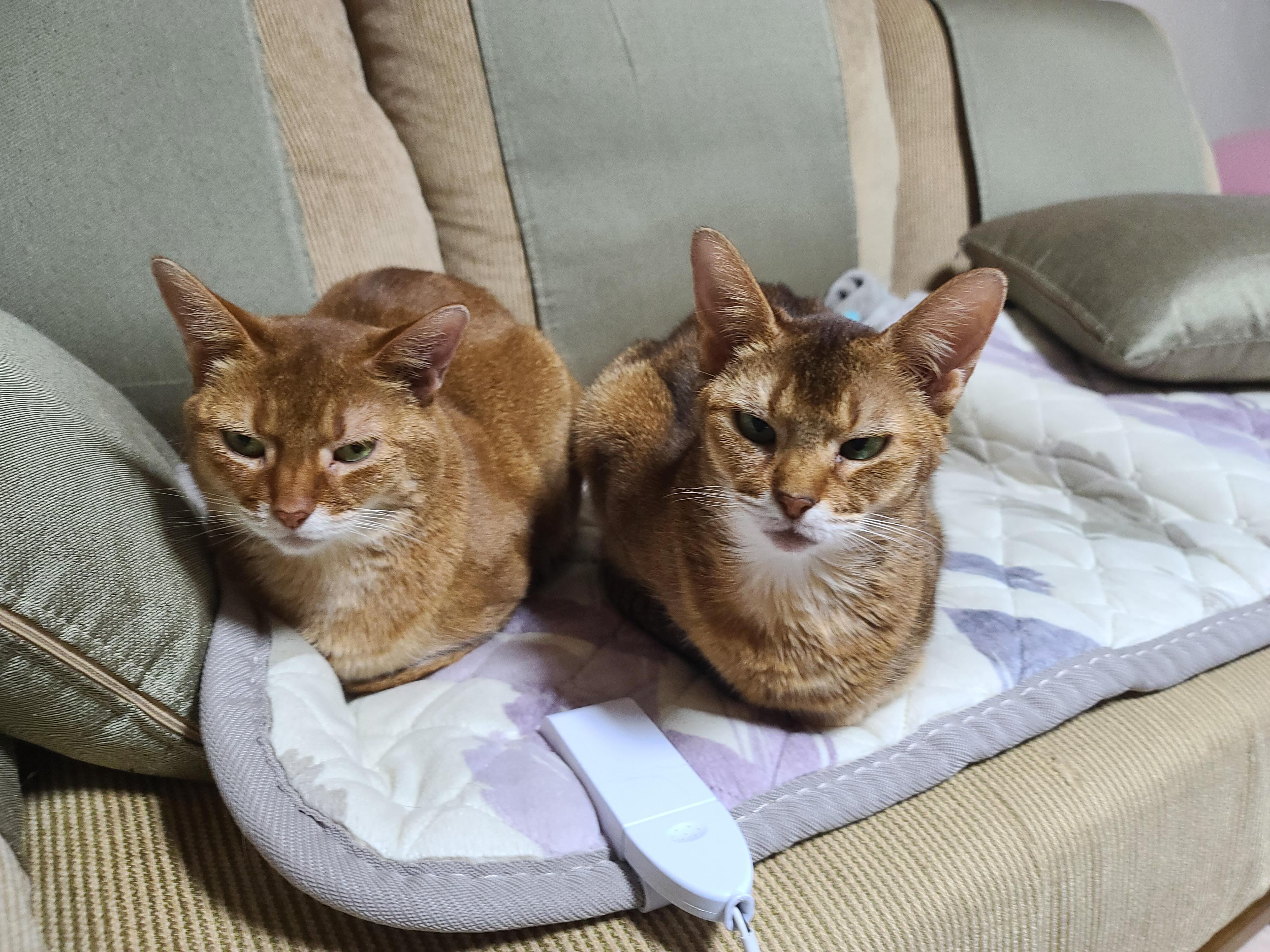 루나랑 루디는 지금 온몸으로 시위중...