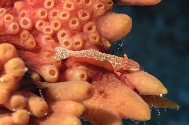 해삼 손질법 해삼보관법 제철 탕 레시피_7