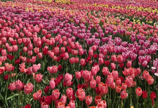 태안 튤립축제 주차장 정보, 이용 꿀팁, 주차장 동선