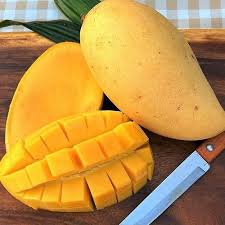 망고참외 관련 사진