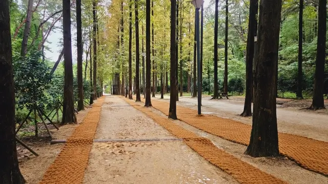울산대공원 메타세콰이어길 풍경