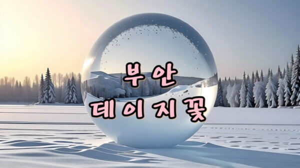 부안 변산마실길2코스 데이지꽃