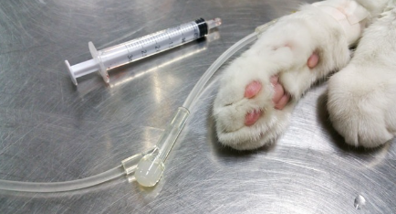 링거 맞고 있는 고양이 사진.