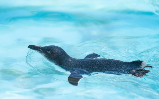 [1-2월 호주 시드니 멜번 브리즈번 퍼스 여행준비물] 날씨 해외로밍 (2025)