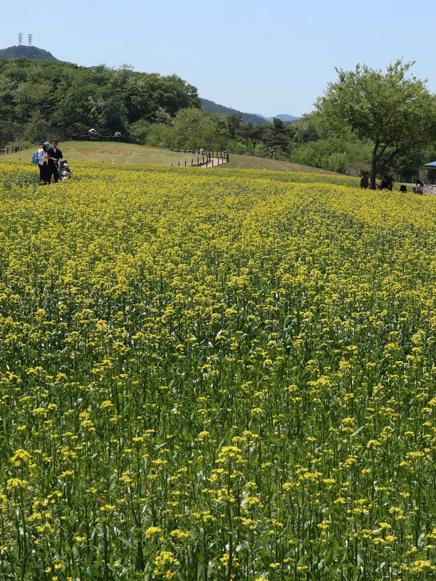 유채밭-산책로-03