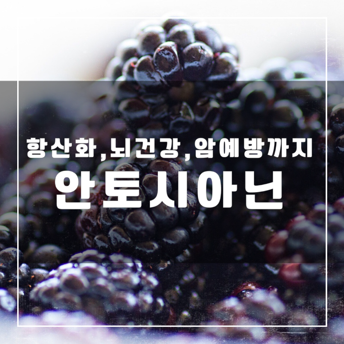 안토시아닌